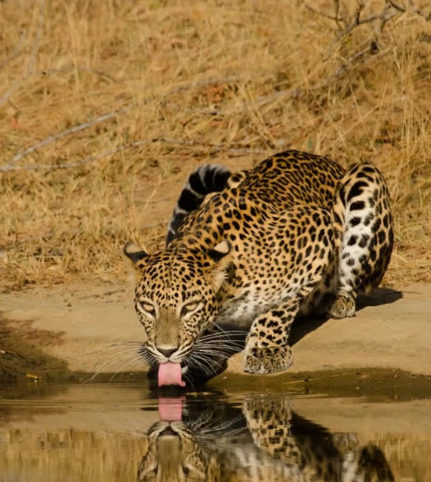 Lunugamwehera National Park safari